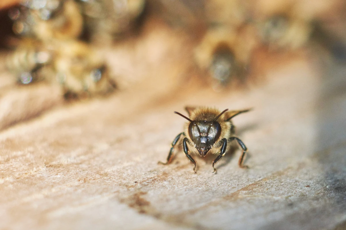 Le rôle crucial des abeilles dans la préservation de la biodiversité